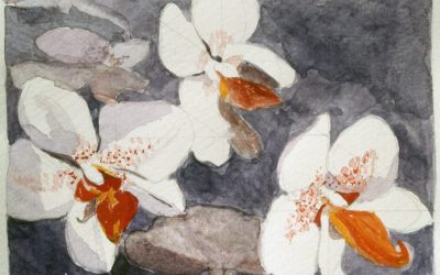 White Orchids with Red Centers